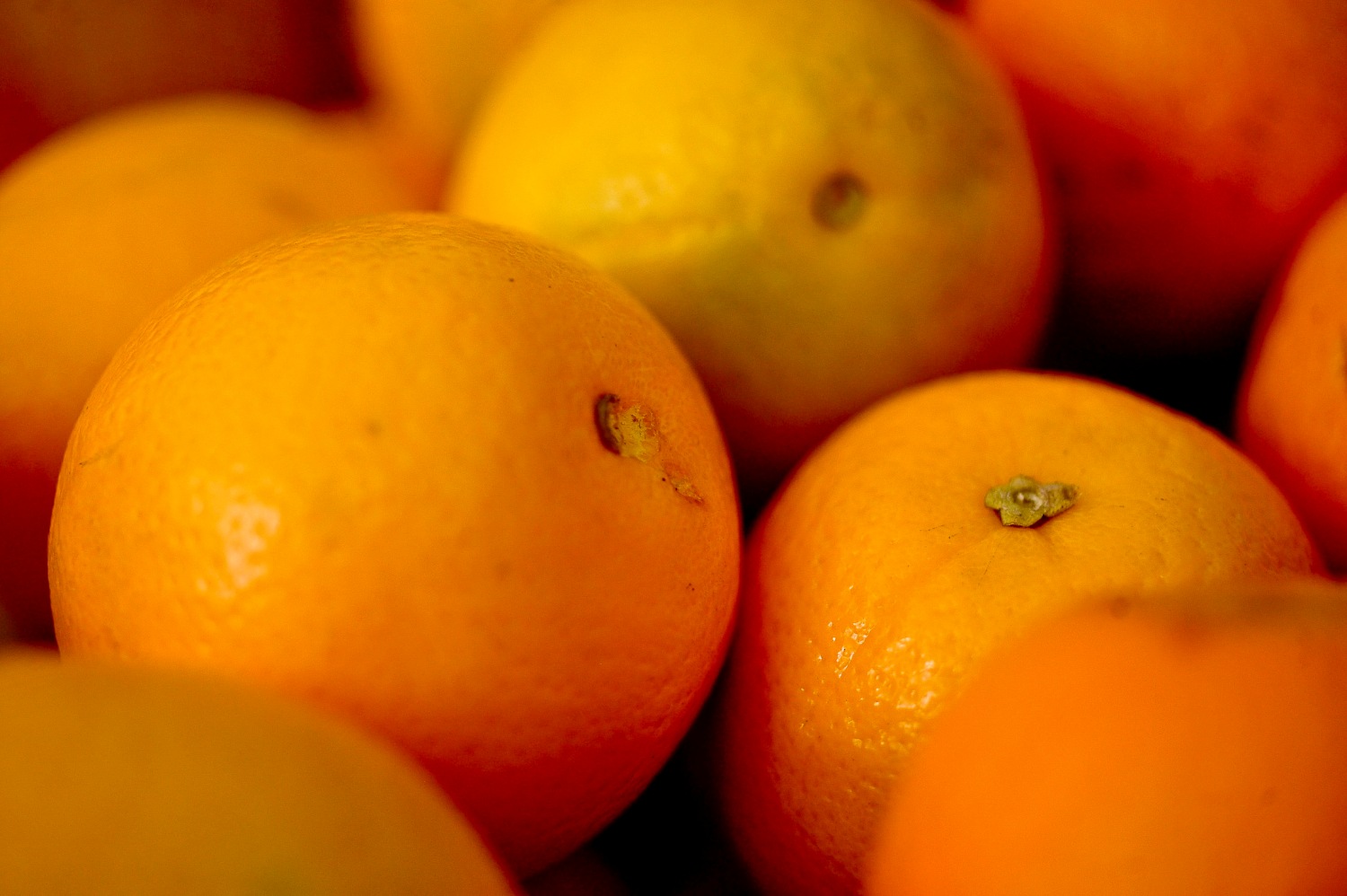 Resíduo da laranja é reaproveitado para auxiliar atividade larvicida. Foto: Elza Fiuza/Agência Brasil