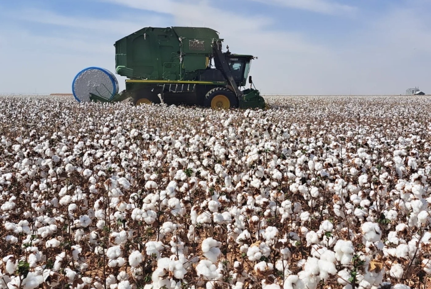 Produção de algodão no Cerrado Baiano. Foto: Juliana Almeida